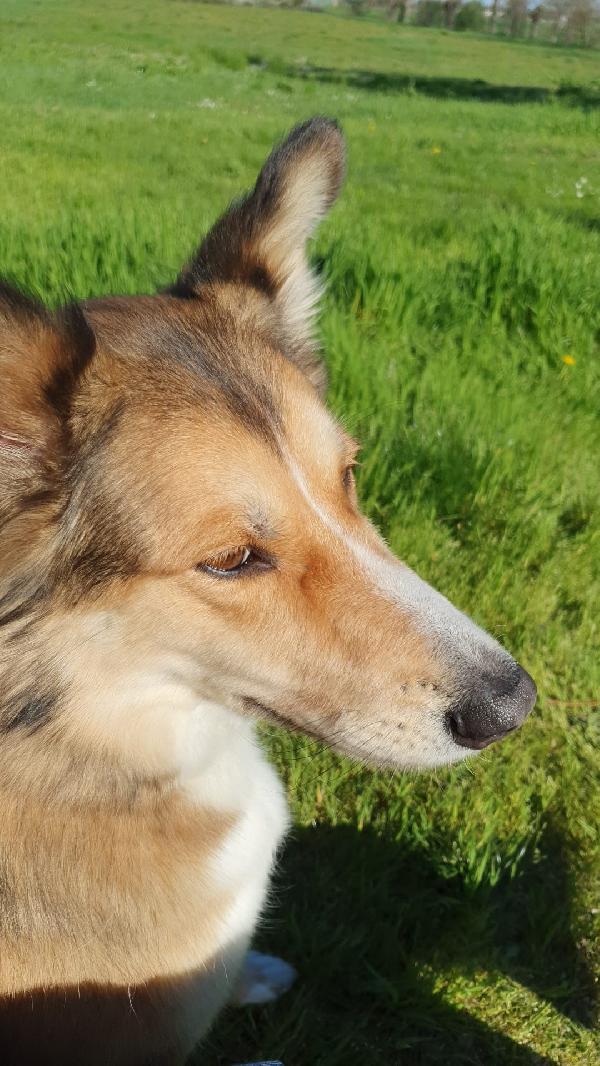 🌸🐾Annie splendida  mix Saluki (levriero arabo) cerca casa 🏠💕 Foto 11